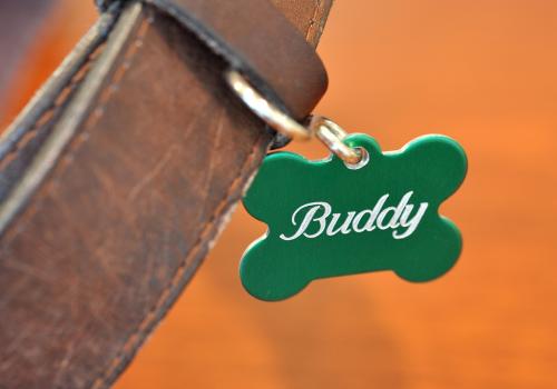 Pet tag engraving with rotary engraving machine on green anodized aluminum tag attached to leather collar
